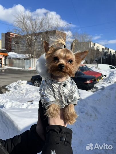 Йоркширский терьер мини вязка