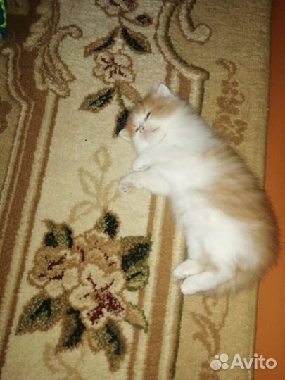 Котята в добрые руки мальчик