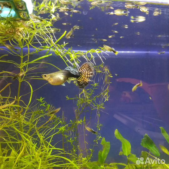 Аквариум три 120л, 55л, 50л, 5л