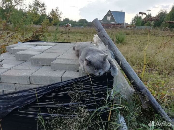 Вязка британский кот