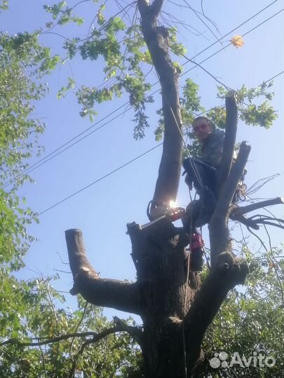Спил и обрезка деревьев