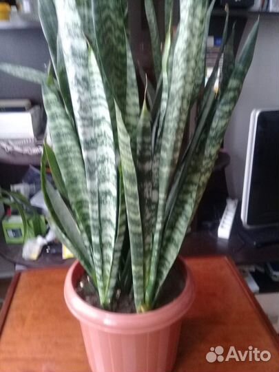 Продам цветы комнатные