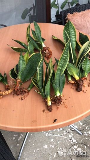 Сансевиерия Голден Флейм и Ханни Маргината