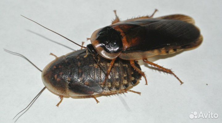Аргентинский таракан