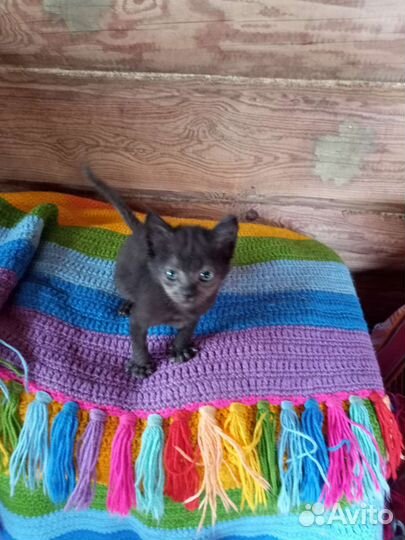 Кошка в дар