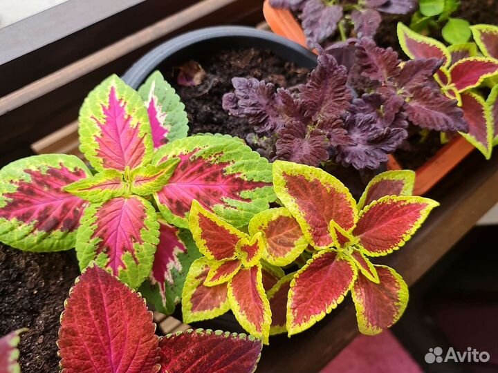 Колеусы рассада