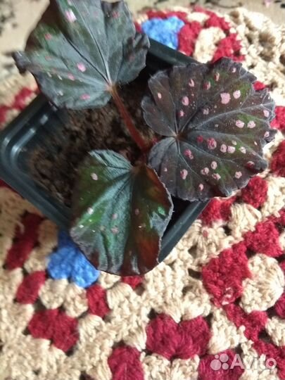 Бегония декоративно лиственная Красная шапочка