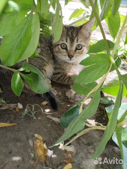 Котята бесплатно