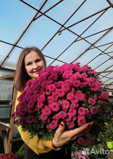 Хризантемы мультифлора