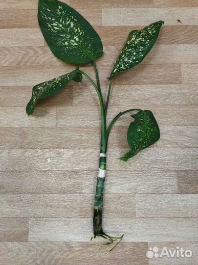 Хойя белла, дифенбахия, гибискус Купера, Хойя