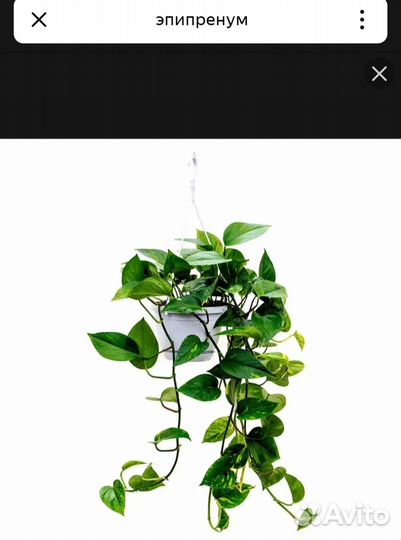 Эпипремнум