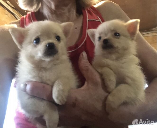 Миниатюрные собачки