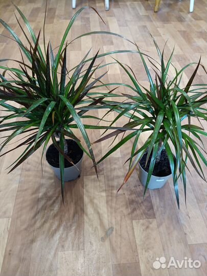 Растения для дома