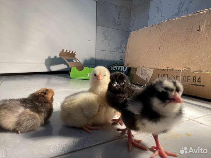 Цыплята суточные несушки