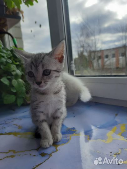 Кошки в добрые руки