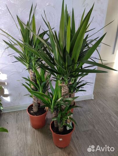 Пальма юкка