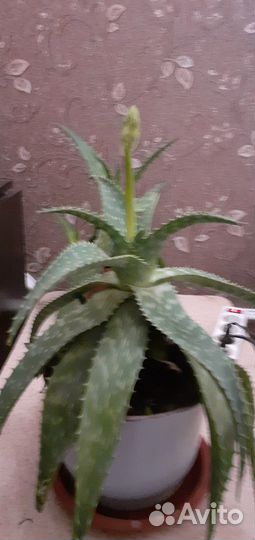 Комнатные цветы