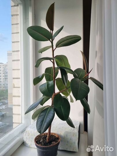 Комнатные растения