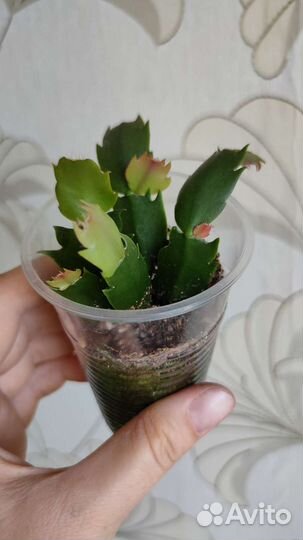 Декабрист шлюмбергера белый