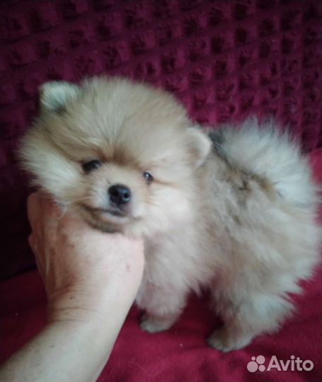 Щенки шпица