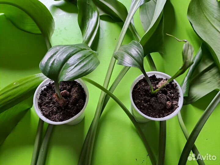 Эухарис амазонская лилия луковицы