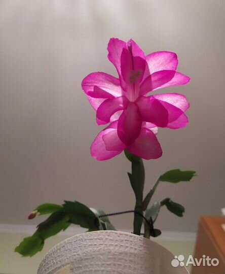 Декабрист розовый черенки