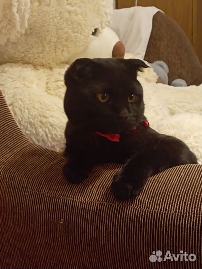 Британский кот вязка вислоухий