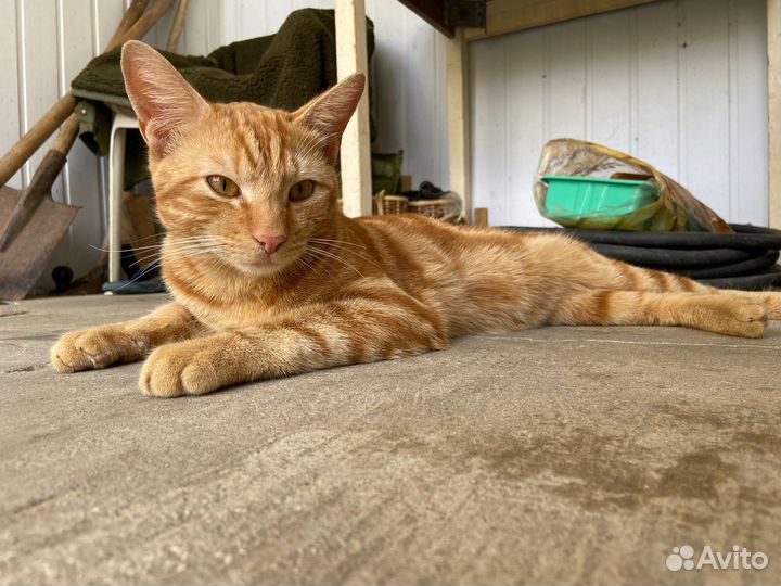 Молодой котик