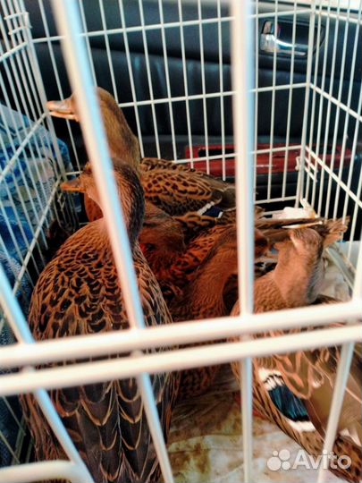 Подсадные утки