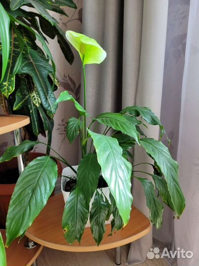 Спатифиллум