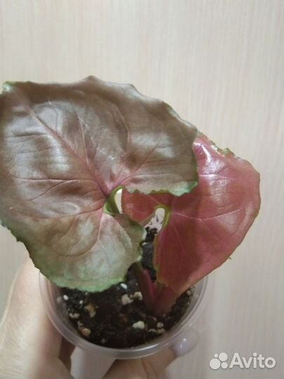 Сингониум клубничный лёд