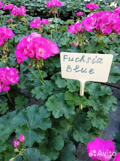 Пеларгония зональная