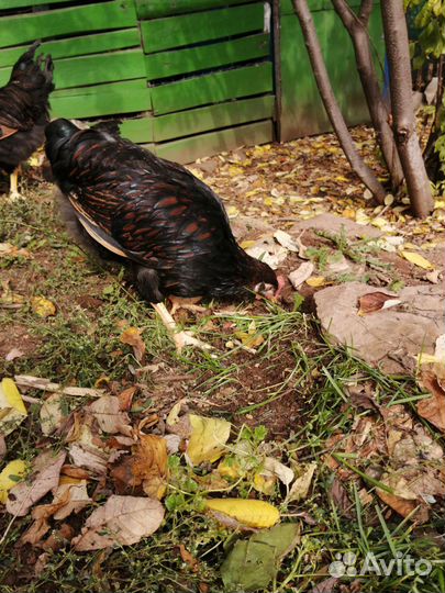 Петушки породы Барневельдера