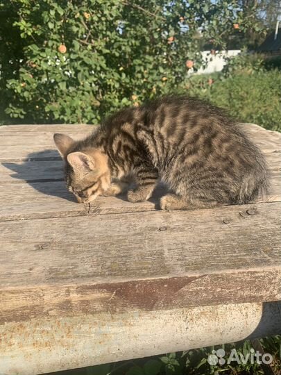 Котята курильский бобтейл