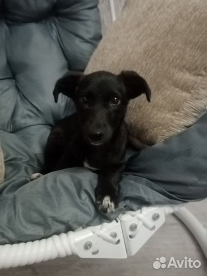 Щенок от маленькой собаки