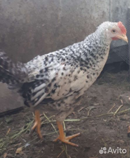 Петушки Барковские