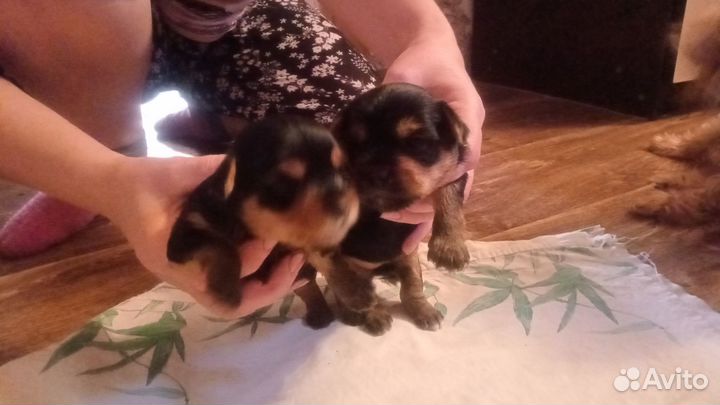 Йоркширский терьер девочка и мальчик продажа
