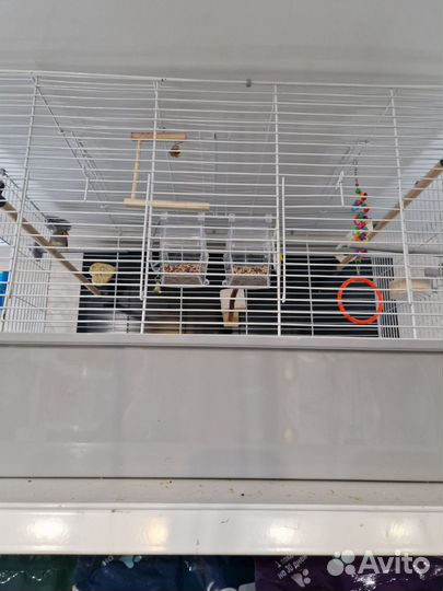 2 амадина с клеткой