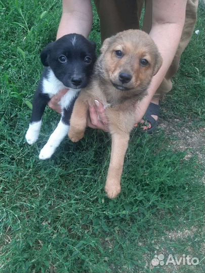Собаки бесплатно в добрые руки щенки
