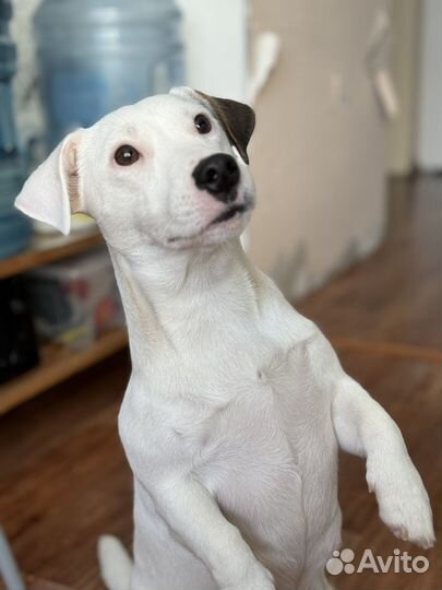 Джек Рассел терьер девочка