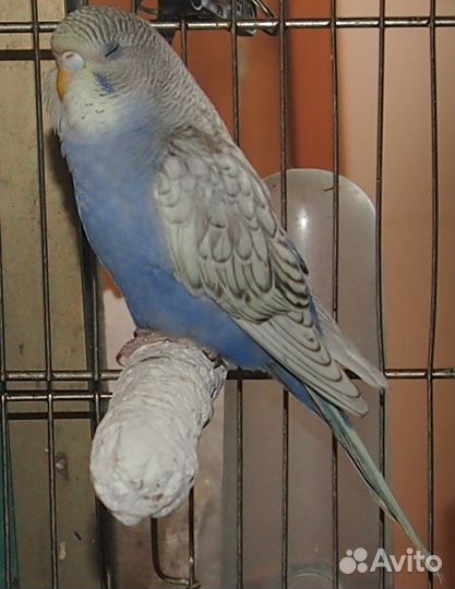 Волнистые попугайчики домашние