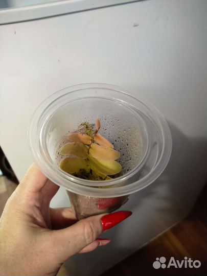 Сонерила,Marcgravia sintenisiiМаргравию