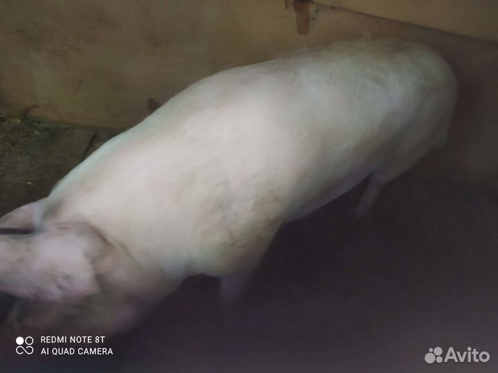 Продам хряка
