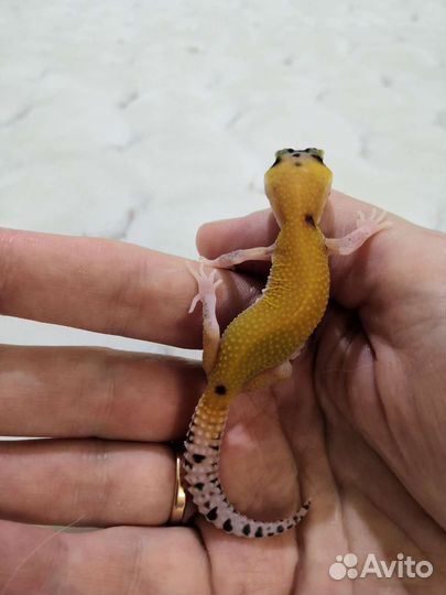 Эублефар геккон