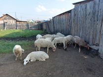 Курдючные бараны овцы иволгинск
