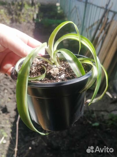 Хлорофитум