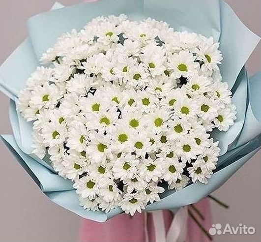 Хризантема Цветы Доставка