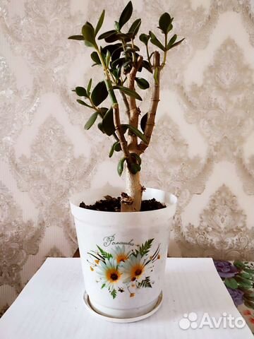 Денежное дерево (толстянка)