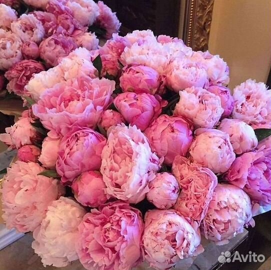 Пионы Цветы Доставка