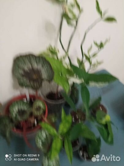 Растения набором